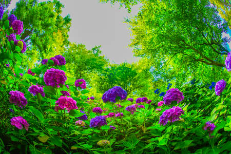Hydrangea image in June. Shooting Location: Kamakura City, Kanagawa Prefecture