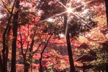 Autumn leaves of Koishikawa paradise. Shooting Location: Bunkyo-ku, Tokyoの写真素材