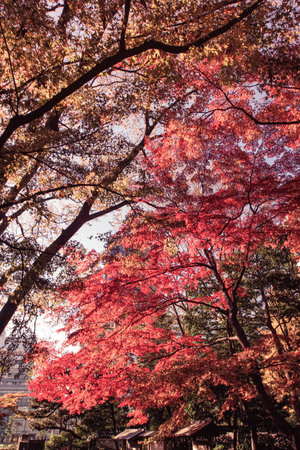 Autumn leaves of Koishikawa paradise. Shooting Location: Bunkyo-ku, Tokyo