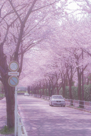 Fuchu City Stadium Street Cherry Blossom. Shooting Location: Tokyo Fuchuの写真素材