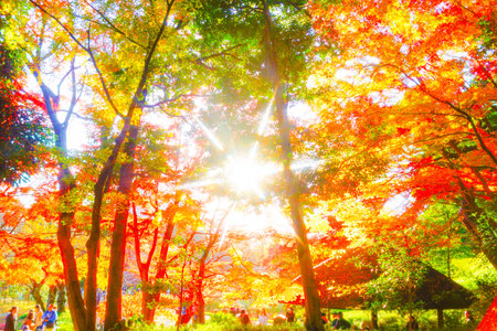 Autumn leaves of Koishikawa paradise. Shooting Location: Bunkyo-ku, Tokyoの写真素材