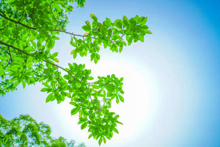 Image of fresh greenery and sunbeams. Shooting Location: Naka -ku, Yokohama -shiの写真素材