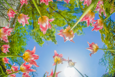 Pink tulips and sunny sky. Shooting Location: Naka -ku, Yokohama -shiの写真素材