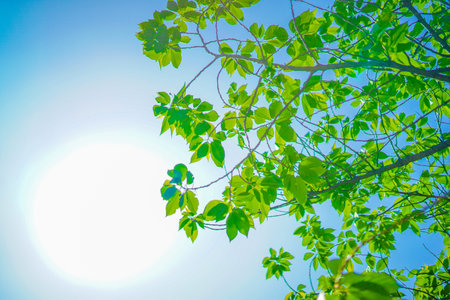 Image of fresh greenery and sunbeams. Shooting Location: Naka -ku, Yokohama -shi