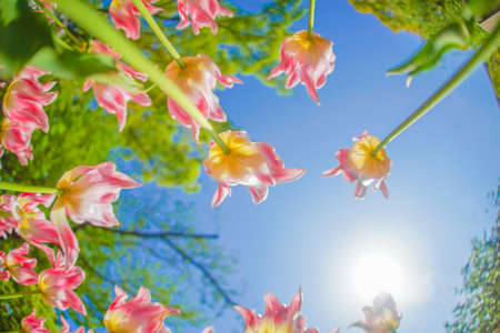 Pink tulips and sunny sky. Shooting Location: Naka -ku, Yokohama -shi