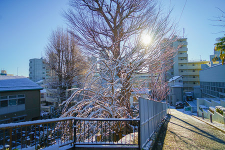 Kanagawa Ward, Yokohama City, wrapped in snow. Shooting Location: Kanagawa -ku, Yokohamaのeditorial素材