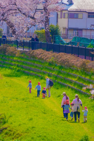 Nogawa cherry blossoms and kindergarten children. Shooting Location: Tokyo Chofu Cityのeditorial素材