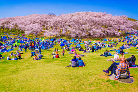Cherry blossoms at Honkanzan Park. Shooting Location: Naka -ku, Yokohama -shiのeditorial素材