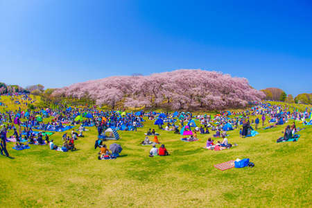 Cherry blossoms at Honkanzan Park. Shooting Location: Naka -ku, Yokohama -shiのeditorial素材