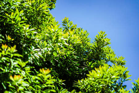 Fresh green and blue sky. Shooting Location: Yokohama-city kanagawa prefecture