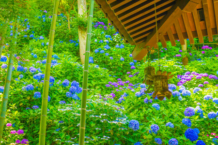 Hydrangea and Bamboo Forest. Shooting Location: Kamakura City, Kanagawa Prefecture