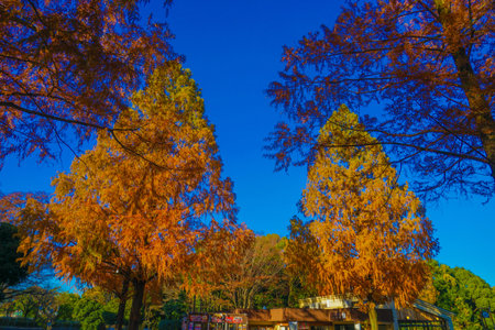Vividly colored trees. Shooting Location: Tokyo metropolitan areaの写真素材