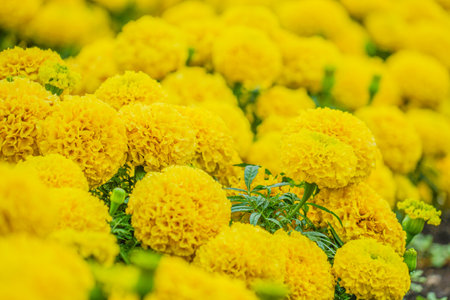 African Marigold (Senjugiku). Shooting Location: Hokkaidoの写真素材