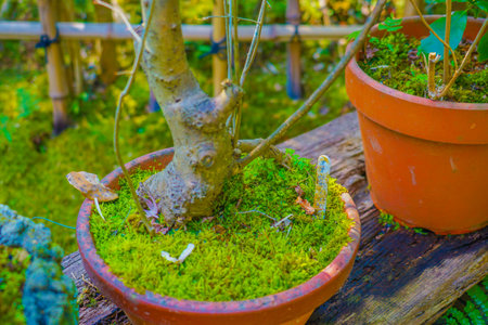 Moss -grown garden (Kyoto). Shooting Location: Kyotoの写真素材