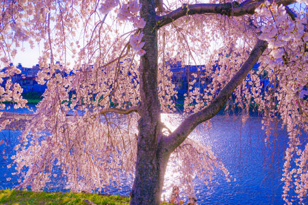 Cherry blossoms on the riverbed of Kamogawa. Shooting Location: Kyotoの写真素材