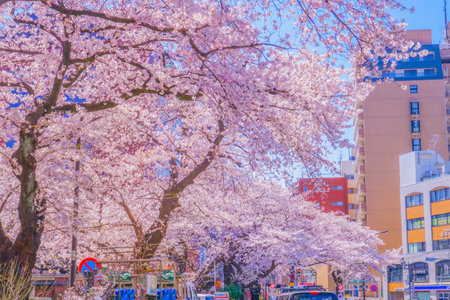 Cherry blossoms on the national / university street. Shooting Location: Tachikawa City, Tokyoの写真素材