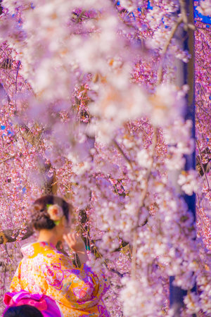 Cherry blossoms and kimono women. Shooting Location: Kyotoの写真素材