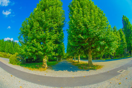 Fresh green trees. Shooting Location: Shinjuku-ku, Tokyo
