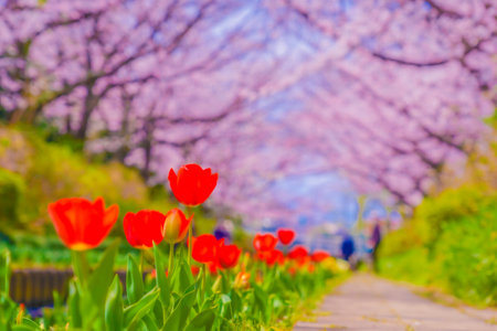 Egawa Seseragi Tulip of Green Road. Shooting Location: Tsuzuki Ward, Yokohamaの写真素材