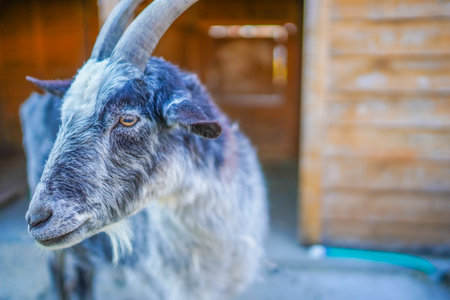Image of goat. Shooting Location: Sendai, Miyagi Prefectureの写真素材