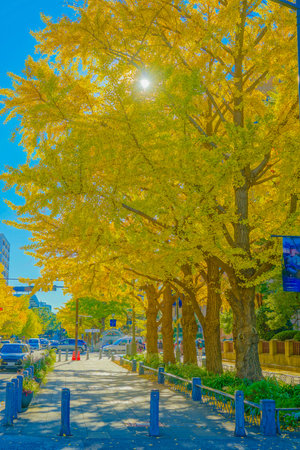 Autumn leaves on Nippon Odori (Yokohama City). Shooting Location: Naka -ku, Yokohama -shiの写真素材