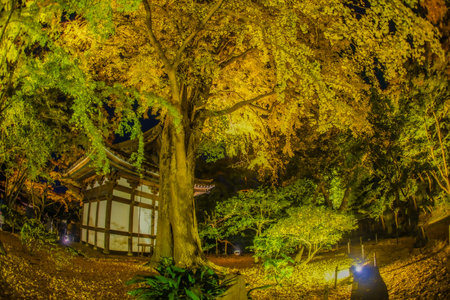 Autumn night in the Japanese garden. Shooting Location: Naka -ku, Yokohama -shiの写真素材