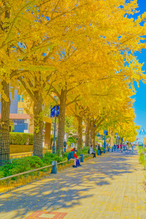 Autumn leaves on Nippon Odori (Yokohama City). Shooting Location: Naka -ku, Yokohama -shiの写真素材