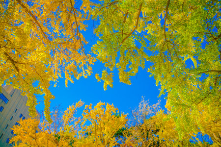 Autumn leaves on Nippon Odori (Yokohama City). Shooting Location: Naka -ku, Yokohama -shiの写真素材