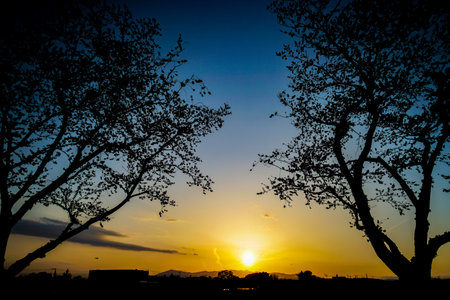 Silhouette of dusk and cherry tree. Shooting Location: Seya -ku, Yokohama