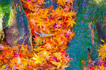 Vivid image of autumn leaves. Shooting Location: Shinjuku-ku, Tokyoの写真素材