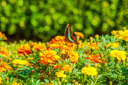 Marigold and Butterfly. Shooting Location: Kita -ku, Tokyoの写真素材