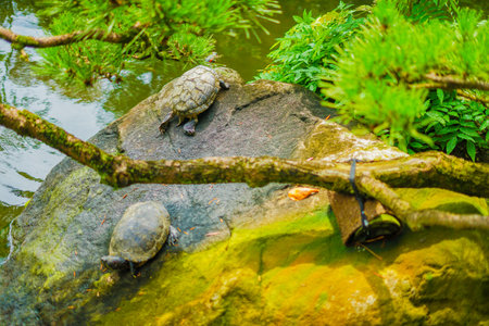 Image of light turtle. Shooting Location: Kamakura City, Kanagawa Prefecture