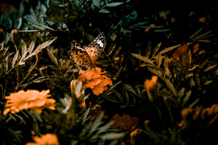 Marigold and Butterfly. Shooting Location: Kita -ku, Tokyoの写真素材
