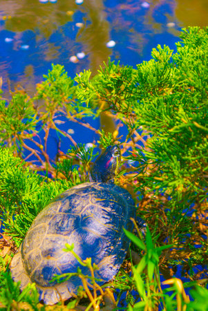 Image of light turtle. Shooting Location: Kamakura City, Kanagawa Prefectureの写真素材