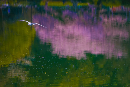 Cherry blossoms and seagulls. Shooting Location: Tsurumi -ku, Yokohama