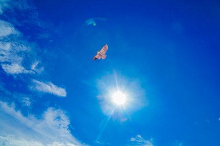 Kite and blue sky. Shooting Location: Higashimurayama City, Tokyoの写真素材