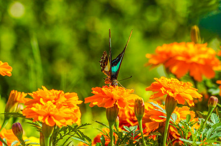 Marigold and Butterfly. Shooting Location: Kita -ku, Tokyoの写真素材