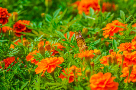 Marigold and Butterfly. Shooting Location: Kita -ku, Tokyoの写真素材