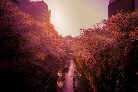 Cherry blossoms in Kanda River and dusk. Shooting Location: Shinjuku-ku, Tokyoの写真素材