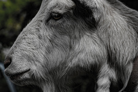 Exquisite animal face. Shooting Location: Sendai, Miyagi Prefectureの写真素材