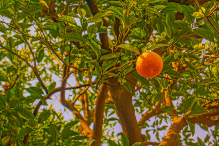 Image of orange fruit. Shooting Location: Kanagawa -ku, Yokohamaの写真素材