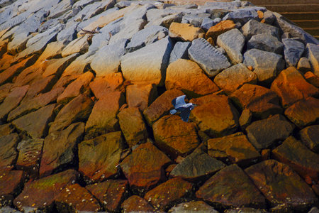 Blue bird dancing on a rocky place. Shooting Location: Hiroshimaの写真素材