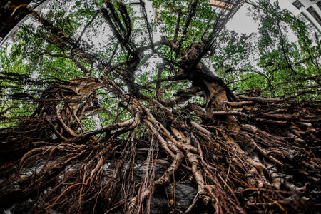 Living roots of the city. Shooting Location: Bangkok, Thailandの写真素材