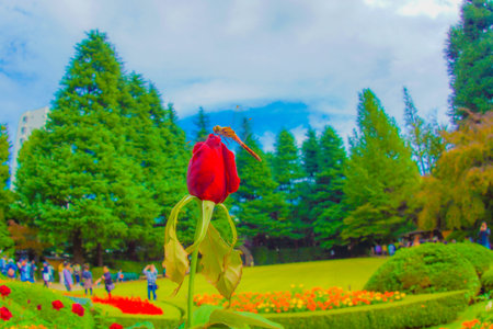 Rose and dragonfly. Shooting Location: Kita -ku, Tokyoの写真素材