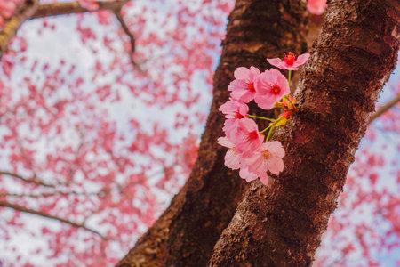 Cherry blossom flowers. Shooting Location: Minami -ku, Yokohamaの写真素材