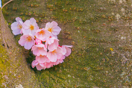 Cherry blossoms and wooden trunk. Shooting Location: Minami -ku, Yokohamaの写真素材