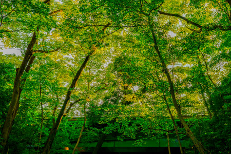 Light and shadow between forests. Shooting Location: Setagaya-ku, Tokyoの写真素材