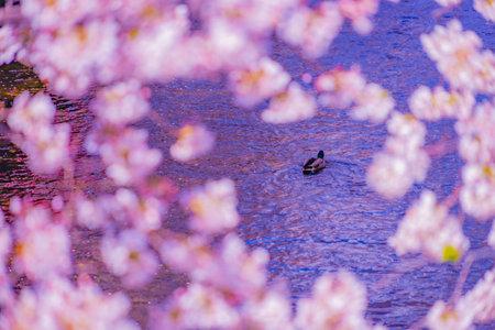 One duck in the cherry blossoms. Shooting Location: Meguro -ku, Tokyoの写真素材