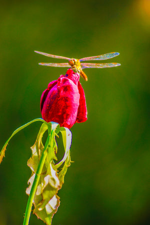 Dragonfly on a rose. Shooting Location: Kita -ku, Tokyo