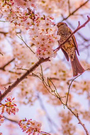 Spring cherry blossoms and bird scenery. Shooting Location: Ota -ku, Tokyo